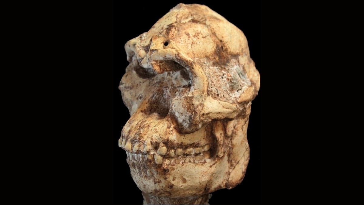 Scientists Reconstruct The Face of a 3.7-Million-Year-Old Human Relative - ScienceAlert
